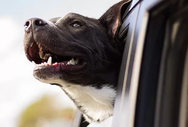 ¿Cuál es el antepasado del perro?