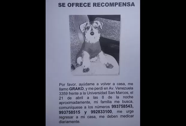 Familia busca a mascota extraviada que requiere medicación