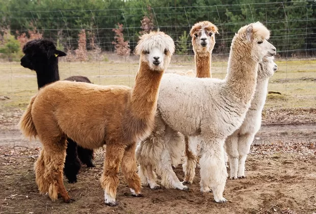 Fiestas Patrias: 10 cosas de las que los peruanos nos sentimos orgullosos