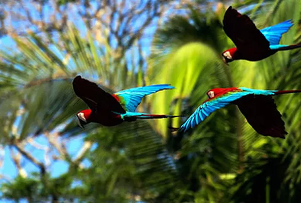 parque el manu madre de dios