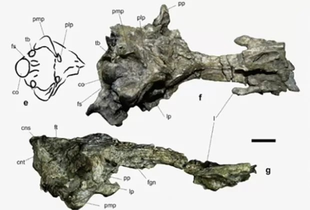 Hallan en la Antártida fósiles de pingüino gigante de hace 35 millones de años