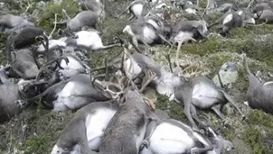 Unos 200 renos murieron de hambre en el Ártico por el cambio climático. Foto: ATB