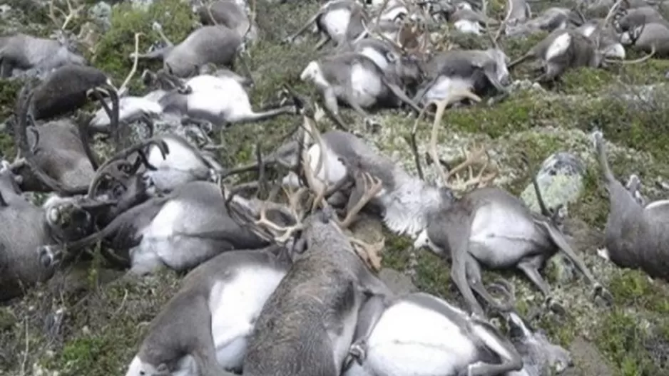 Unos 200 renos murieron de hambre en el Ártico por el cambio climático. Foto: ATB