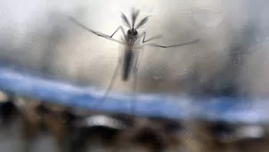 Mosquito aedes aegypti (Vía: AFP)