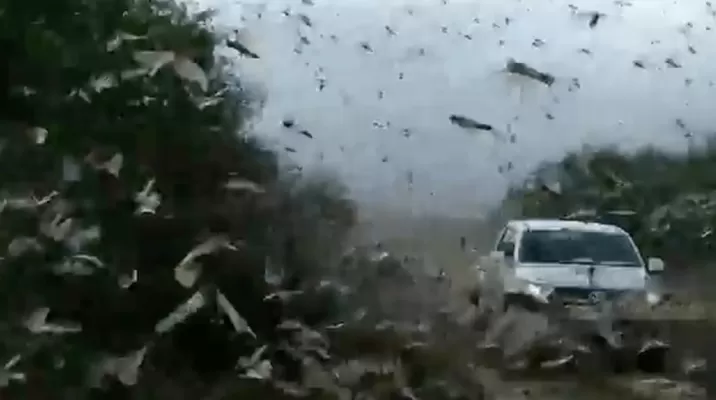 Argentina: Provincia de Corrientes sufre plaga de langostas y su control es "complejo". Foto: Foro TV Argentina: Provincia de Corrientes sufre plaga de langostas y su control es "complejo". Foto: Foro TV