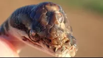 Serpiente con tres ojos fue encontrada en la ciudad de Humpty Doo por los guardabosques del Territorio del Norte de Australia. Foto: @ParksandWildlifeNT