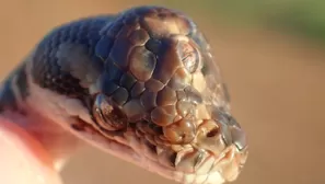 Serpiente con tres ojos fue encontrada en la ciudad de Humpty Doo por los guardabosques del Territorio del Norte de Australia. Foto: @ParksandWildlifeNT