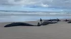 Australia: Más de 150 orcas quedan varadas en playa de Tasmania