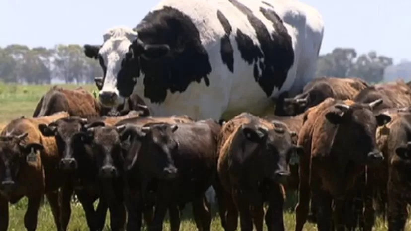 Australia: la vaca de casi 2 metros que se salvó de ser sacrificada por su tamaño