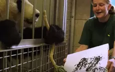 Austria: oso panda de zoológico pinta obras que se venden por casi 500 euros - Noticias de oso