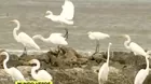 Aves marinas viajan a Panamá por el fenómeno El Niño