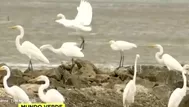 Aves marinas viajan a Panamá por el fenómeno El Niño
