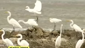 Foto y video: Canal N