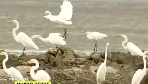 Foto y video: Canal N