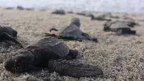 Las crías liberadas reforzarán la conservación de la especie. Foto: staticbaeza