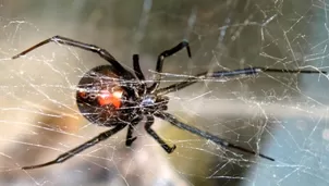 Bolivia: Tres niños se hacen picar por una viuda negra para tener los poderes de Spider-Man. Foto: Infobae