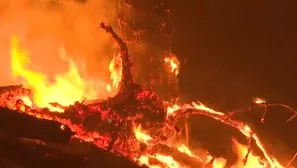 Incendio forestal en Corea del Sur. Video: Canal N