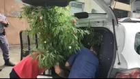 Brasil: Arrestan a hombre por tener un árbol de Navidad hecho de marihuana. Foto: TV GAZETA