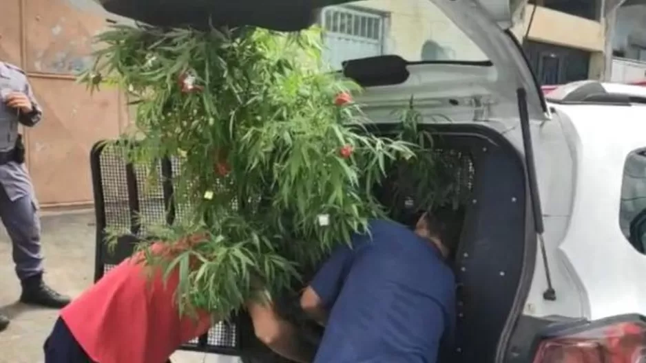 Brasil: Arrestan a hombre por tener un árbol de Navidad hecho de marihuana. Foto: TV GAZETA