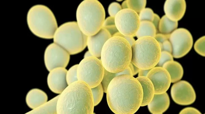 Brasil detecta su primer posible caso del hongo superresistente Candida auris. Foto: Science Photo Library Brasil detecta su primer posible caso del hongo superresistente Candida auris. Foto: Science Photo Library