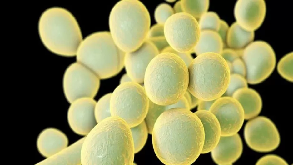 Brasil detecta su primer posible caso del hongo superresistente Candida auris. Foto: Science Photo Library