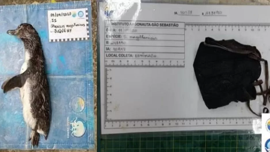 Brasil: Hallan a un pingüino muerto tras ingerir una mascarilla N95. Foto: Biodiversidade Brasileira