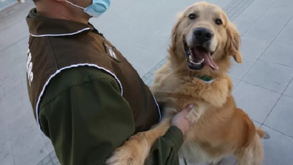 Chile adiestra perros policías para detectar enfermos de coronavirus. Foto: EFE