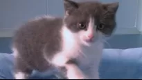 China clona a su primer gato. Foto y video: AFP