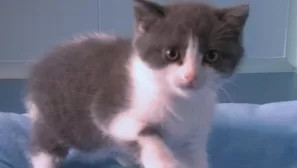 China clona a su primer gato. Foto y video: AFP