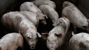 China: Descubren nueva cepa de la gripe porcina con el potencial de convertirse en pandemia. Foto: AFP referencial