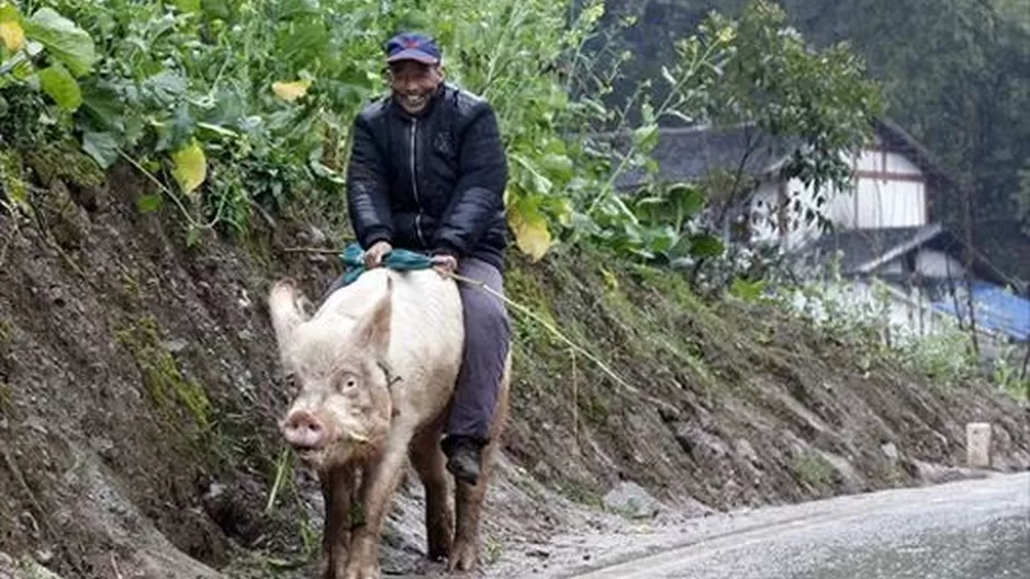 China: Hombre sorprende al recorrer calles montando un cerdo gigante