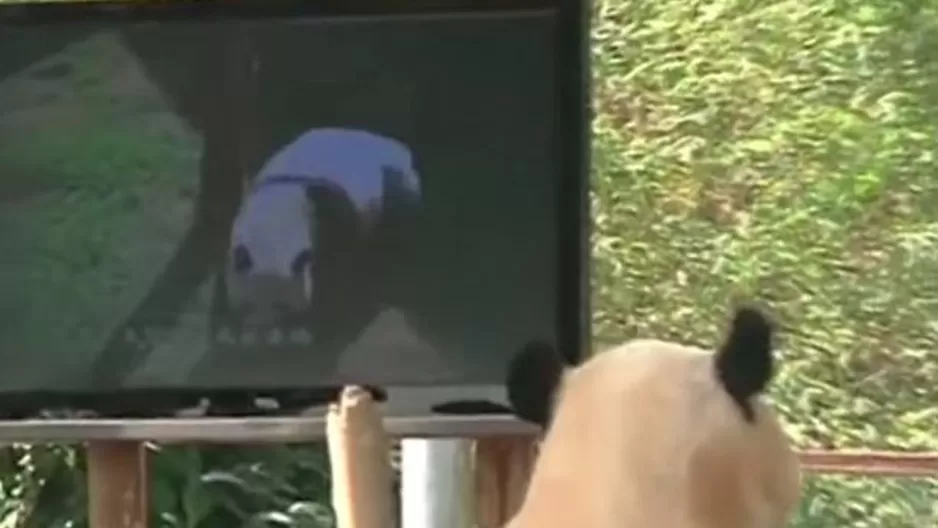 China: Instalaron televisor a un panda para que no esté triste