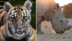 El hueso de tigre y el cuerno de rinoceronte molidos son muy codiciados en la medicina tradicional china, si bien sus virtudes causan controversia. (Foto: AFP/Video: AFP)