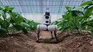 China: ¿Cómo opera el robot cuadrúpedo con IA en invernaderos?