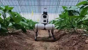 Un robot cuadrúpedo equipado con Inteligencia Artificial (IA) patrulla los invernaderos de Shouguang, China. La IA detecta plagas tempranas por visión por computadora y controla automáticamente los sistemas de riego y fertilización. Video: Canal N