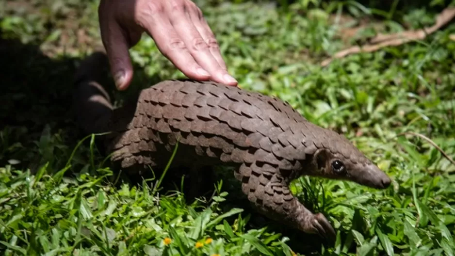China saca al pangolín de su lista de ingredientes para medicina tradicional. Foto: AFP China saca al pangolín de su lista de ingredientes para medicina tradicional. Foto: AFP