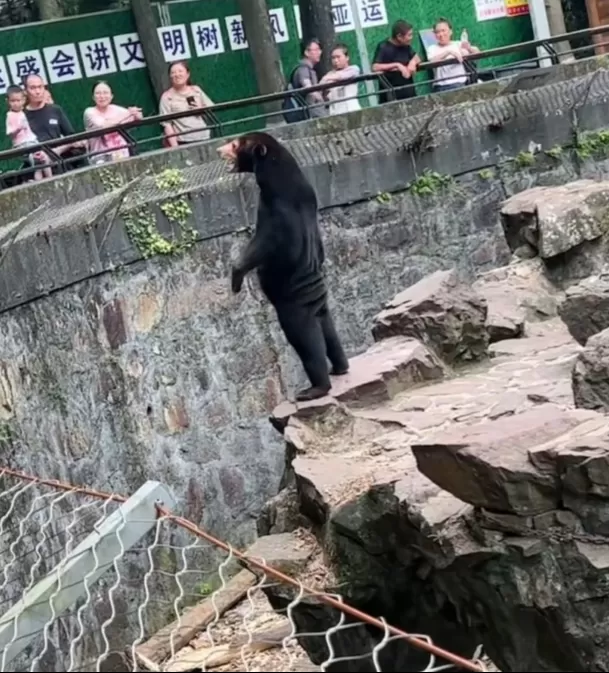 Oso sorprendió a todos en China / @lamegapr Oso sorprendió a todos en China / @lamegapr