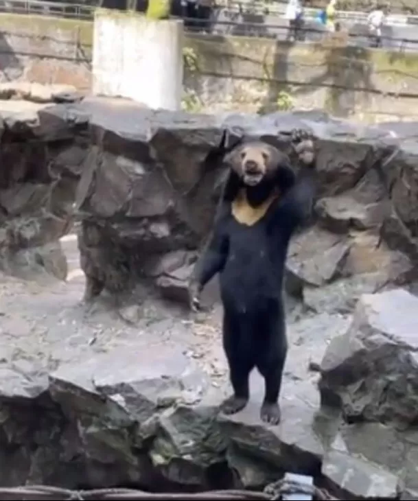 Oso sorprendió a todos en China/ Fuente: @lamegapr Oso sorprendió a todos en China/ Fuente: @lamegapr