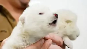 Colossal Biosciences revive al lobo gigante con ingeniería genética. Video: Canal N