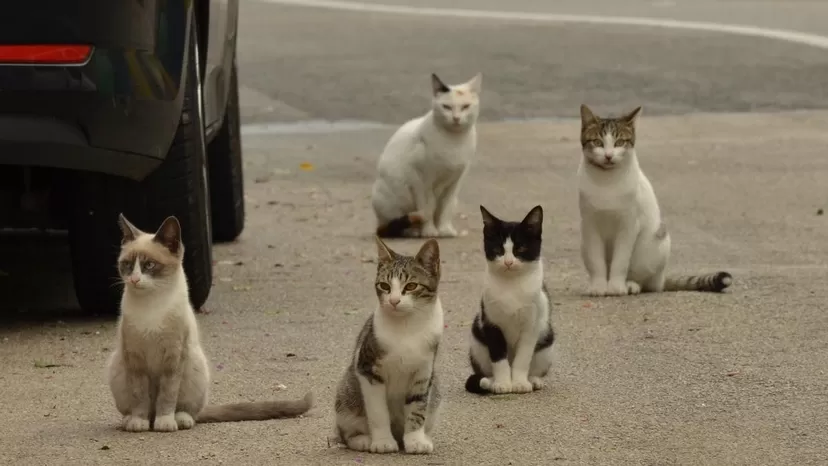 Coronavirus felino: 300 mil gatos murieron tras contraer enfermedad