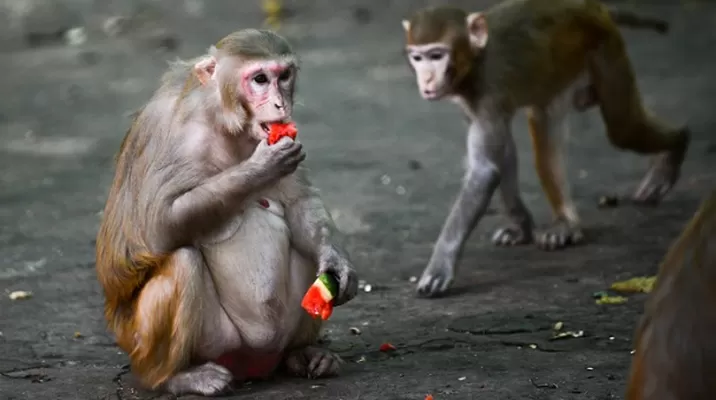 Coronavirus: Monos infectados desarrollaron inmunidad a corto plazo. Foto: AFP Coronavirus: Monos infectados desarrollaron inmunidad a corto plazo. Foto: AFP