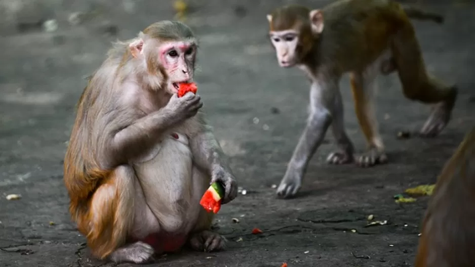 Coronavirus: Monos infectados desarrollaron inmunidad a corto plazo. Foto: AFP