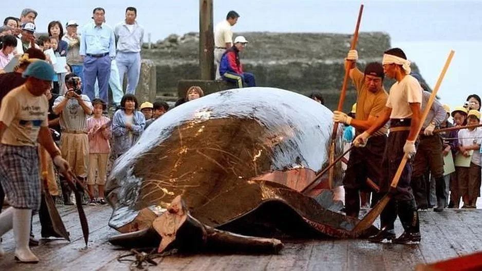 Corte de La Haya ordena a Japón detener la caza de ballenas