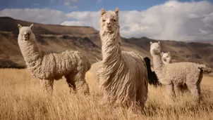 COVID-19: Anticuerpo de la alpaca combate variantes brasileña, británica y sudafricana, según estudio. Foto: Andina / Video: Canal N