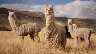 COVID-19: Anticuerpo de la alpaca combate variantes brasileña, británica y sudafricana, según estudio. Foto: Andina / Video: Canal N