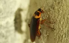 Cucarachas se están haciendo invencibles y ahora resisten a casi todos los insecticidas - Noticias de revista-elle