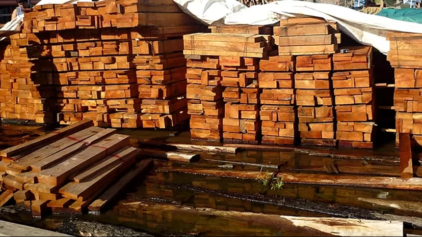 Denuncian millonarios envíos de madera ilegal desde Perú hacia México y EE.UU.