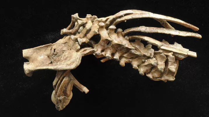 Fósil revela origen de la columna vertebral en humanos. Foto: Zeray Alemseged / DRP Fósil revela origen de la columna vertebral en humanos. Foto: Zeray Alemseged / DRP