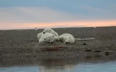 Trump autoriza perforaciones petroleras en santuario natural en Alaska, hogar de osos polares - Noticias de alaska