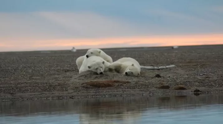 Osos polares. Foto: Facebook USFWS Arctic National Wildlife Refuge Osos polares. Foto: Facebook USFWS Arctic National Wildlife Refuge